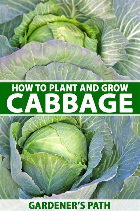 plant  grow cabbage gardeners path