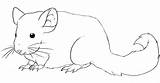 Colorat Chinchilla Desene Planse Imagini Hamsteri Salbatice Animale Dragoart Mamifere sketch template