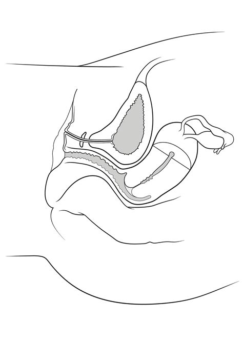 Female Reproductive System Diagram Labeled Side View