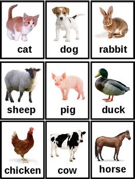 childrens animal flash cards by bizzy kidz teachers pay teachers