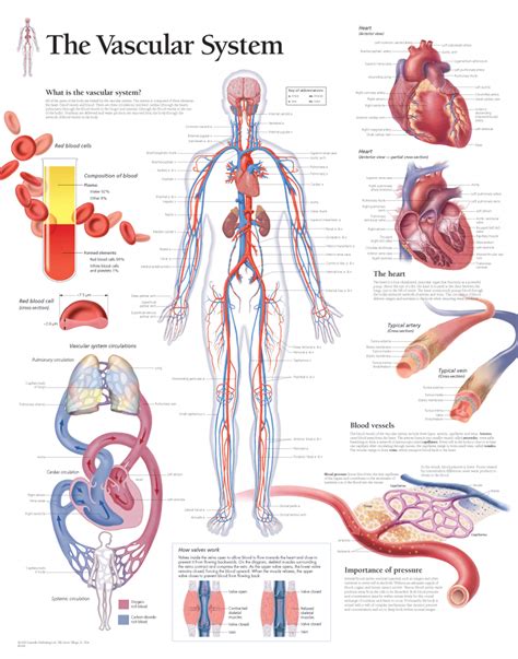 vascular system scientific publishing