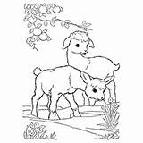 Goat Coloring Pages Boer Color Field Printable Farm Family Toddler Cute Print Getcolorings sketch template