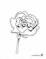 Carnation Coloring Pages Flower Color Printable Print Kids Drawing Flowers sketch template