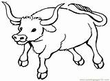 Ox Drawing Getdrawings Bull Coloring sketch template