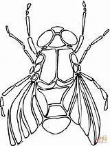Fliege Mouche Kolorowanka Mucha Ausmalbild Insect Rysunek Owad Dzieci Supercoloring Kategorien sketch template