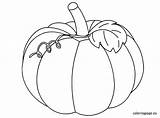 Pumpkin Coloring Pages Printable Leaves Squash Color Drawing Vine Pumpkins Fall Leaf Coloringpage Patch Preschoolers Halloween Christian Colouring Print Coloriage sketch template