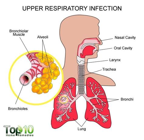 home remedies  upper respiratory infections top  home remedies