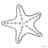 Starfish Estrella Colorear Lapiz Seashell Doodle Wikihow Zeichnen Schattenbild Zentangles Principles Seahorse Moldes Webstockreview Fisch sketch template