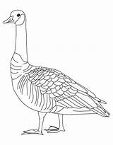 Goose Coloring Pages Canada Geese Goosebumps Drawing Color Slappy Barren Baby Printable Canadian Getcolorings Kids Birds Print Getdrawings Library Clipart sketch template