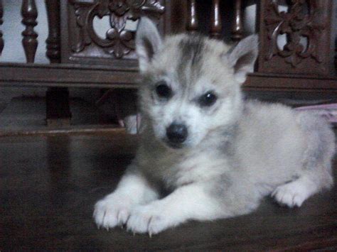 For Sale Siberian Husky Puppies For Sale Adoption From Benguet Baguio
