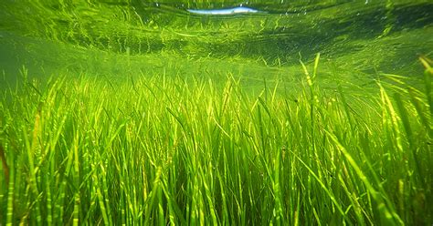 chesapeake bay grasses  rebounding maryland survey shows