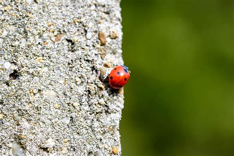 ladybugs indoors household pests