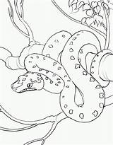Snake Coloring Pages Sheets Animal Kids Serpiente sketch template