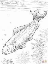 Coloring Pages Koi Fish Printable Dot Drawing sketch template