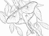 Moth Luna Coloring Pages Realistic Printable Categories Coloringbay Public sketch template