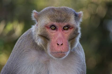 types  monkeys breed   indian mainland   india