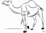 Camello Colorear Colorare Dromedario Disegni Camellos Dromedary Dibujos Camel Rysunek Kameel Wielbłąd Kolorowanka Bambini Unicornios Camels Obraz Dromedari Kleurplaat Cammello sketch template