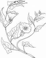 Coloring Bindweed Pages Morning Glory Para Flower Desenho Desenhos Colorir Drawing Embroidery Flowers Designs Floral Flores Folhas Flor Pintura Em sketch template