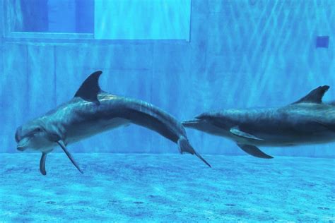 izzy   clearwater marine aquarium marine aquarium dolphins