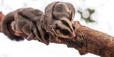 sugar gliders cost exotic pet place
