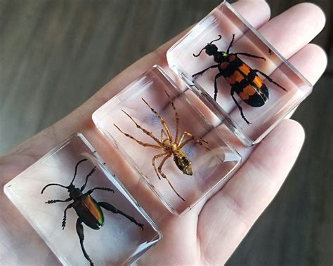 piece insect  resin set real insect collection spider beetle oddities  sale  unique