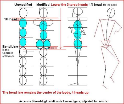 verhouding body proportion drawing human body proportions human body drawing male figure