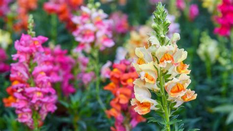 gardening guide   grow snapdragon flowers  seed