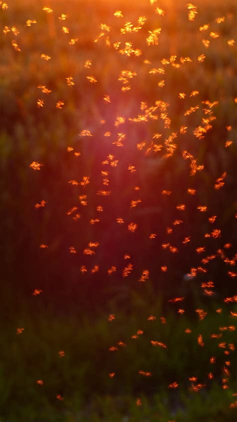 photo  biting midges chironomidae mosquito swarm swarm mosquitoes fliegenschwarm