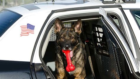 police dog breeds   police work    popular