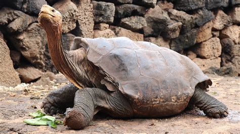 diego galápagos islands tortoise retiring from life of abundant sex
