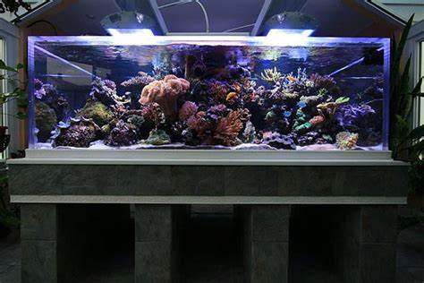Tank of the Month December 2008 Reefkeeping.com