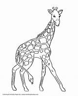 Coloring Wild Pages Giraffe Animals Animal Walking Honkingdonkey Graceful Activity Print sketch template