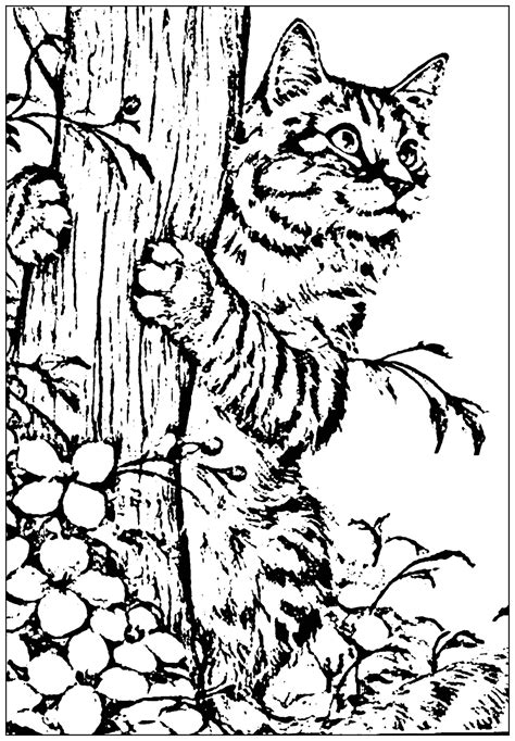 cat coloring pages  print cats kids coloring pages