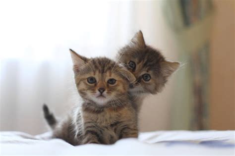 beautiful life cute kittens kittens  puppies tabby kittens