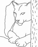 Cougar Coloring Pages Animal Color Eastern Animals Dove Cameron Template Sheets Print Back sketch template