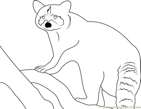 raccoon  coloring page  kids  raccoon printable coloring