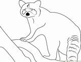 Raccoon Coloring Look Pages Coloringpages101 Printable Online Mammals sketch template