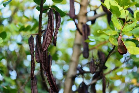 tu bishvat rousseau s social contract and the carob tree