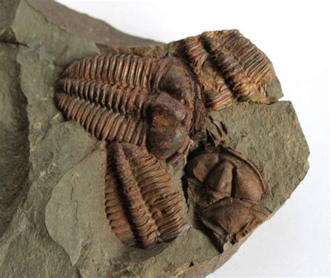 fossiel alma cambrian fosiles