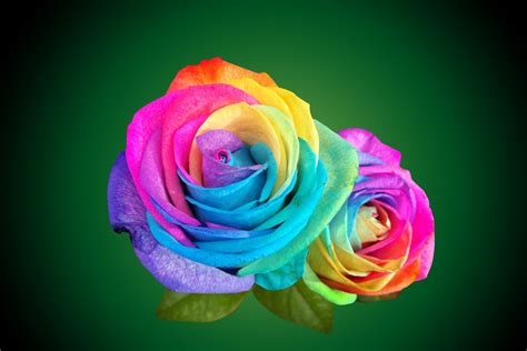 multicolor rainbow roses  green leaves wallpaper artline feel