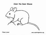 Mouse Coloring Deer Exploringnature sketch template