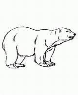 Coloring Gelo Animais Bears Desene Ursi Disegni Vivem Colorare Colorat Orso Everfreecoloring Qbebe sketch template