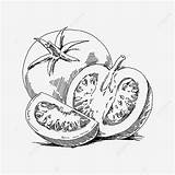 Tomatoes Drawing Line Clipart Drawn Cut Hand Psd  sketch template