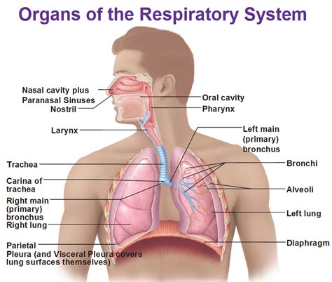 respiratory system antranikorg