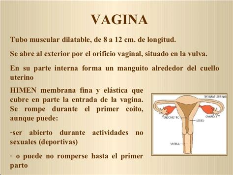 Anatomía Y Fisiología Del Aparato Reproductor Femenino