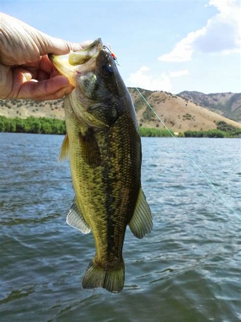 largemouth bass fishing package fish elevated utah licensed full time