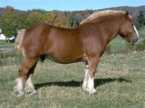breed profile belgian draft horse  horse owners resource