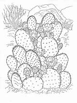 Cactus Kaktus Colorare Disegni Ausdrucken sketch template