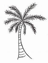 Palm Tree Drawing sketch template