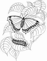 Butterfly Coloring Caterpillar Pages Drawing Printable Cocoon Color Kids Getdrawings Supercoloring Purplekittyyarns sketch template